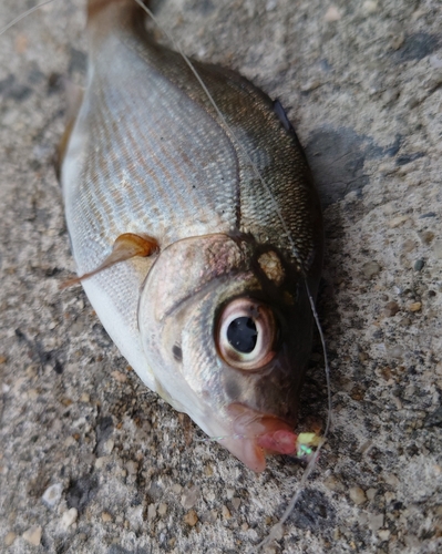 ウミタナゴの釣果