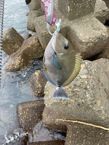 ニザダイの釣果