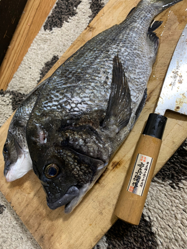 チヌの釣果