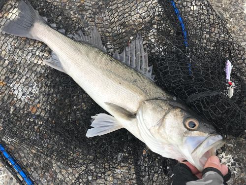 フッコ（マルスズキ）の釣果