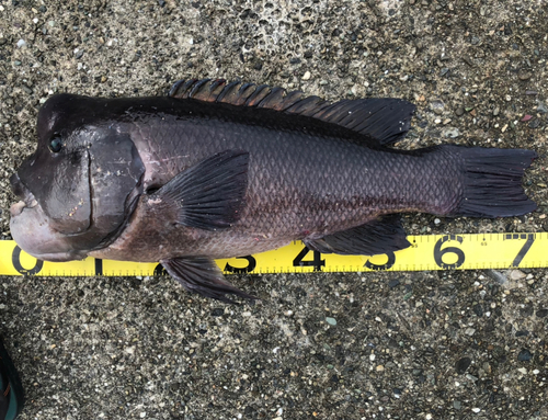 コブダイの釣果