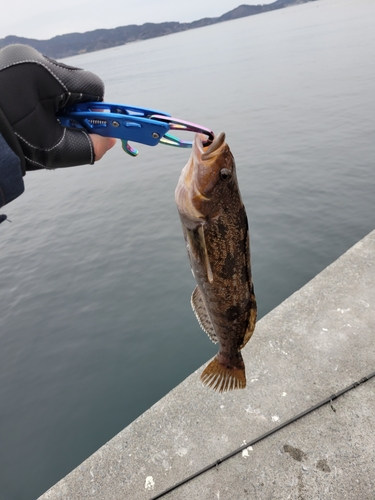 アイナメの釣果