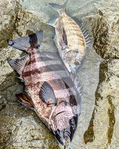 イシダイの釣果