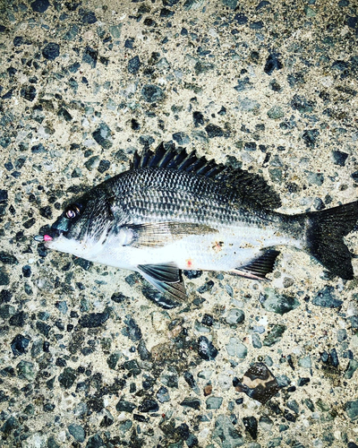 クロダイの釣果