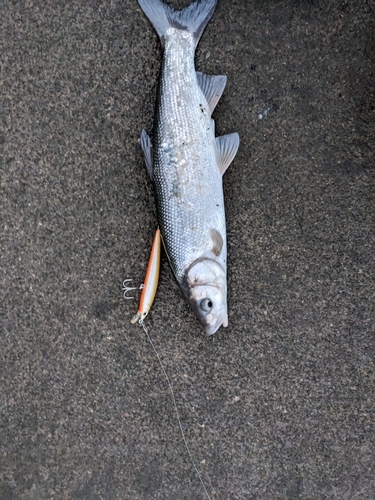 ウグイの釣果