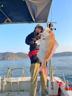 マダイの釣果