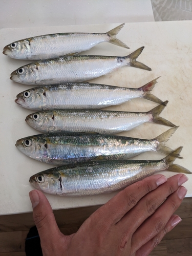 カタボシイワシの釣果