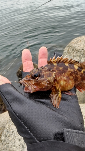 ガシラの釣果