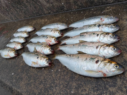 コノシロの釣果