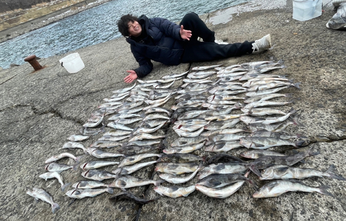 ホッケの釣果