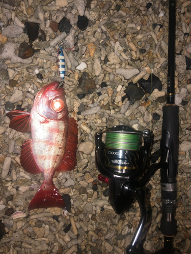 キントキダイの釣果