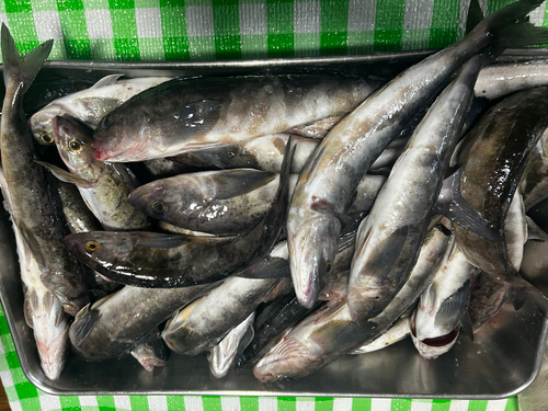 ホッケの釣果