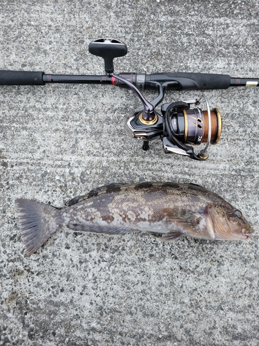 アイナメの釣果