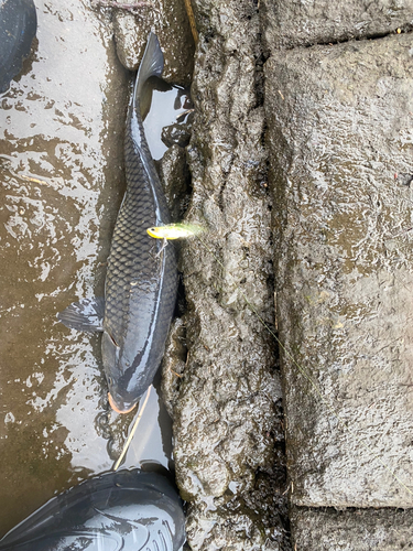 コイの釣果