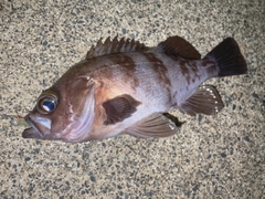 メバルの釣果