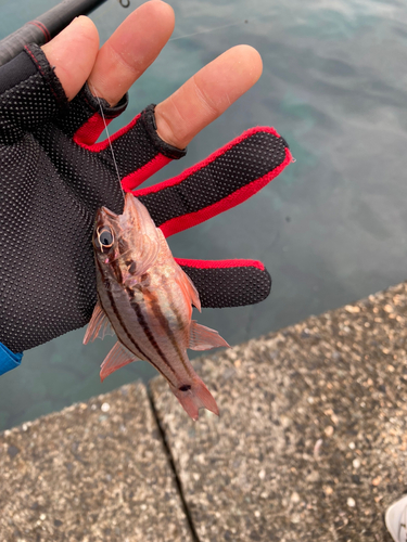 オオスジイシモチの釣果