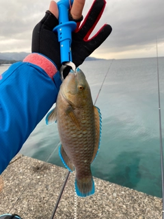 ブダイの釣果