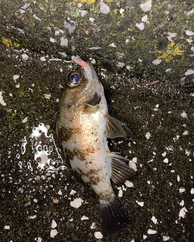 メバルの釣果