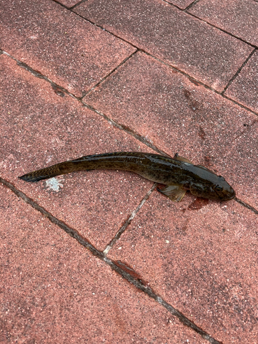 マハゼの釣果