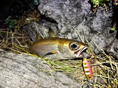 クロムツの釣果