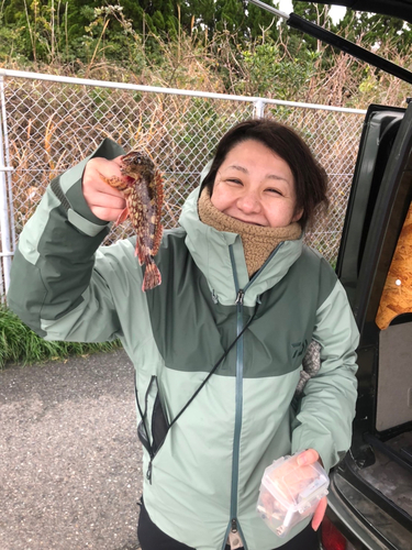 アラカブの釣果