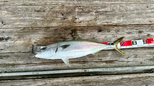 メジロの釣果