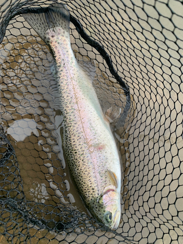 ニジマスの釣果