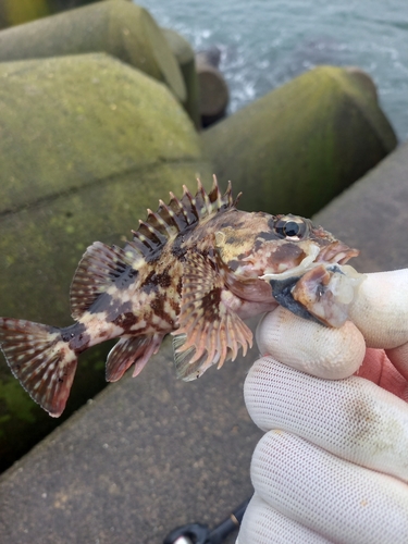 カサゴの釣果