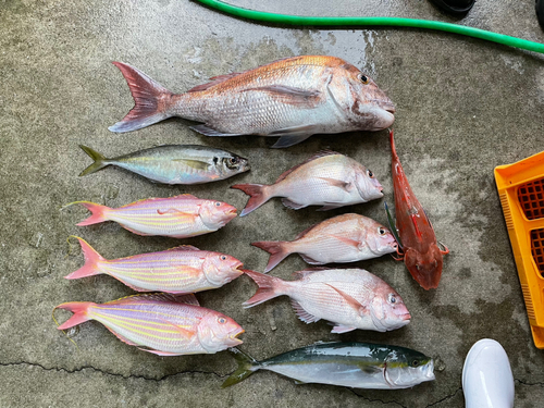 マダイの釣果