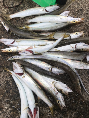 カマスの釣果