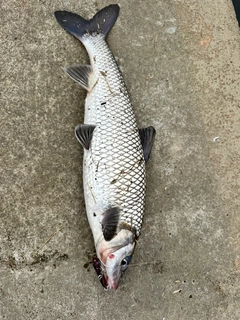 ニゴイの釣果