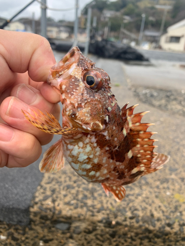 カサゴの釣果