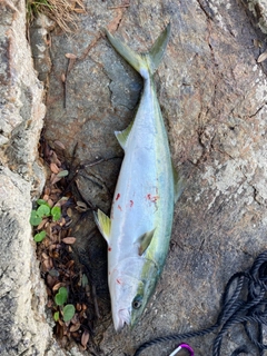 ハマチの釣果