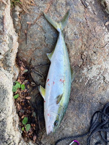 ハマチの釣果