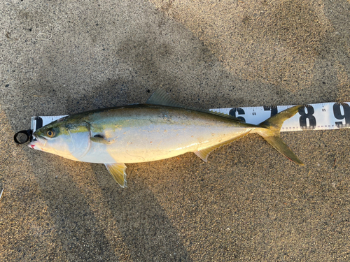 ブリの釣果