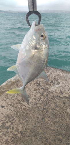 メッキの釣果