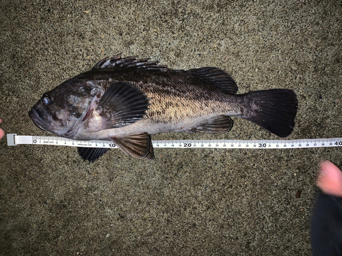 クロソイの釣果