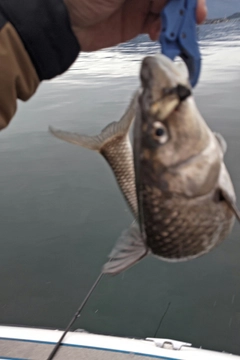 ニゴイの釣果