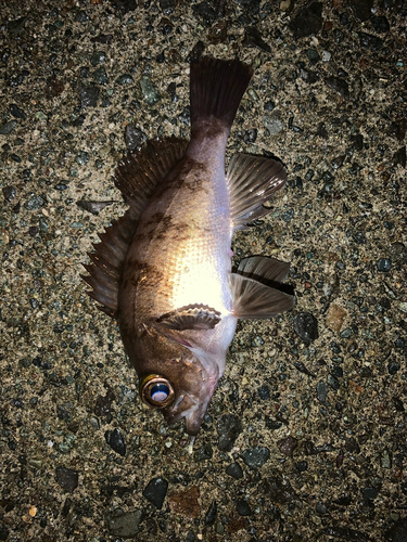 メバルの釣果