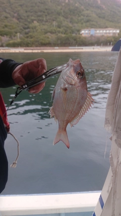 チャリコの釣果