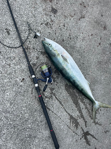 ハマチの釣果