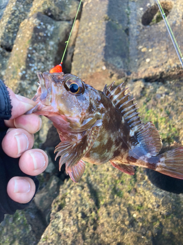 カサゴの釣果