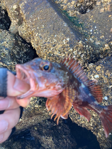 カサゴの釣果