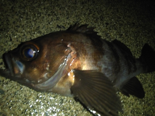 メバルの釣果