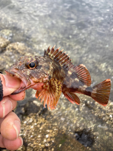 カサゴの釣果