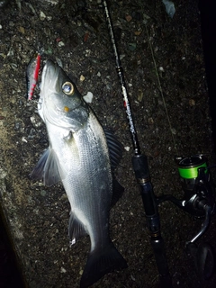 セイゴ（ヒラスズキ）の釣果