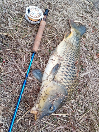 コイの釣果