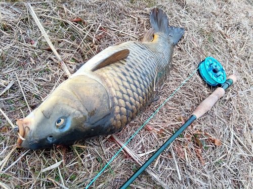 コイの釣果