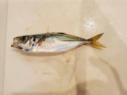 マアジの釣果