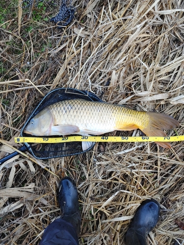 コイの釣果